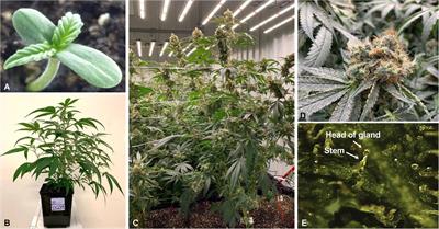 Cannabinomics: Application of Metabolomics in Cannabis (Cannabis sativa L.) Research and Development